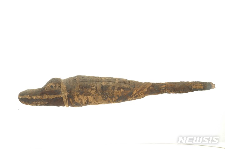 [서울=뉴시스]악어 미라 Crocodile Mummy 로마 시대 (기원전 30-기원후 395년경) 이집트 미라, 아마포 높이 5.8, 폭 7.7, 길이 38.5cm