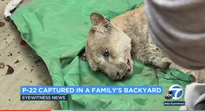 [서울=뉴시스] 미국 로스앤젤레스에서 '유명 인사'로 여겨졌던 한 퓨마가 공격적인 성향을 보여 결국 포획됐다고 12일(현지시간) 뉴욕타임스(NYT)가 보도했다. <출처 : ABC7 유튜브 캡처> 2022.12.15. *재판매 및 DB 금지