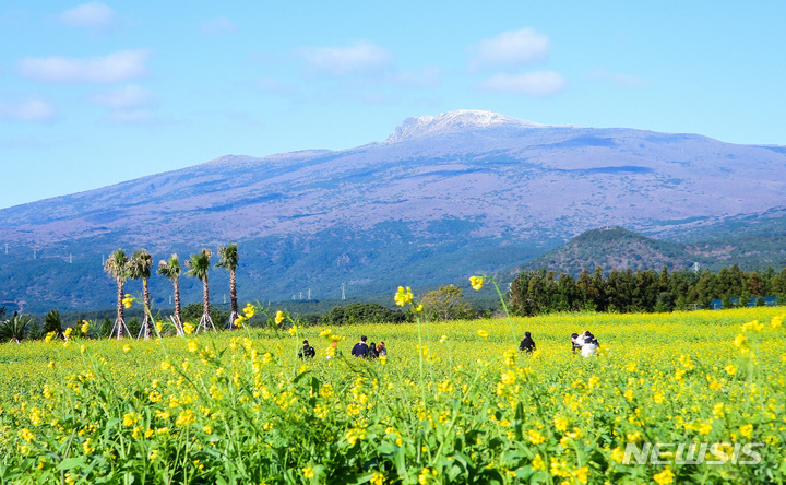 [서귀포=뉴시스] 우장호 기자 = 전국적으로 한파가 기승을 부리는 15일 오전 제주 서귀포시 남원읍 휴애리 농장에 봄꽃인 노란 유채꽃이 활짝 피어나 눈쌓인 한라산과 대비를 이루며 이색 정취를 자아내고 있다. 2022.12.15. woo1223@newsis.com