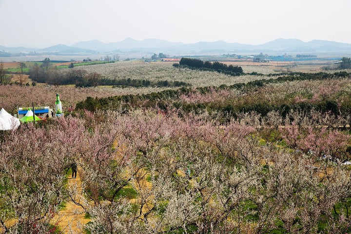 해남 매실농원. (사진=보해양조 제공) *재판매 및 DB 금지