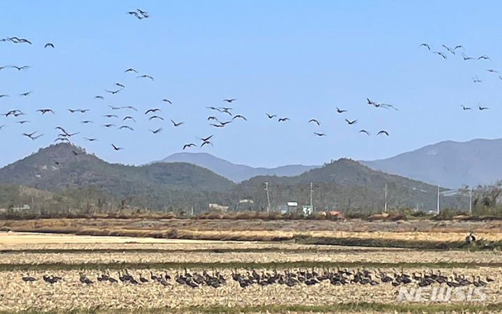 [영암=뉴시스] 겨울철새 도래지 영암호 뜬섬. 사진은 기사와 무관. (사진=전남도 제공) 2022.12.16. photo@newsis.com