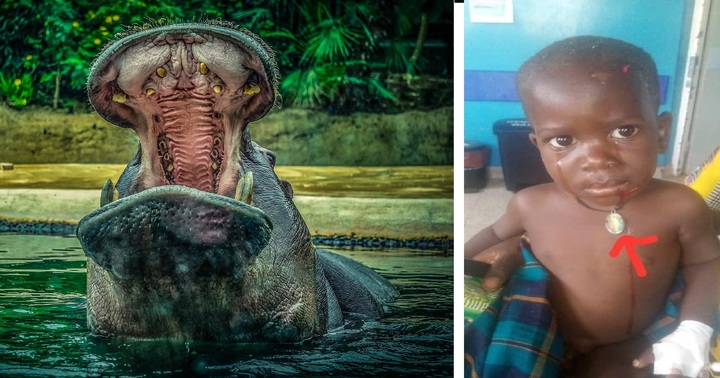 [서울=뉴시스] 아프리카 우간다에 서식중이던 하마가 영역을 벗어나 민가에서 놀고 있던 폴 이가(사진, 2)를 반쯤 집어삼켰다. 하마는 지나가던 마을 주만에게 돌팔매를 맞고 이가를 도로 뱉어냈다. 이가의 생명에 지장은 없었다 (사진출처: 고릴라 사이트 사파리 트위터 캡처) 2022.12.19. *재판매 및 DB 금지