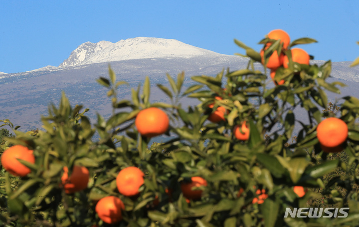 [서귀포=뉴시스] 우장호 기자 = 20일 오전 제주 서귀포시 남원읍의 한 귤농장에서 바라본 한라산에 폭설이 쌓여 눈길을 끌고 있다. 제주지역에는 지난 17일부터 18일 이틀 사이 최고 30㎝가 넘는 눈이 내렸다. 2022.12.20. woo1223@newsis.com
