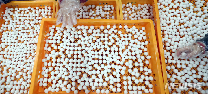 [부산=뉴시스] 하경민 기자 = 동지를 하루 앞둔 21일 부산 부산진구 삼광사 내 식당에서 불자들이 동지팥죽에 넣을 새알심을 빚고 있다. 삼광사는 신도와 시민 등 1만명과 팥죽을 나눌 예정이다. 2022.12.21. yulnetphoto@newsis.com