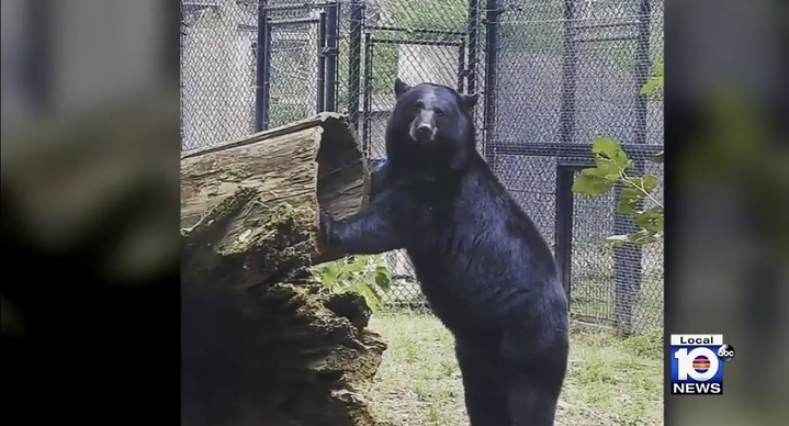 [서울=뉴시스] 미국 플로리다 잭슨빌의 동물원 우리를 탈출한 곰 한 마리가 사육사를 공격해 결국 사살 당했다고 22일(현지시간) CNN, 데일리 익스프레스 등 외신이 보도했다. <출처 : WPLG Local 10 유튜브 캡처> 2022.12.23. *재판매 및 DB 금지