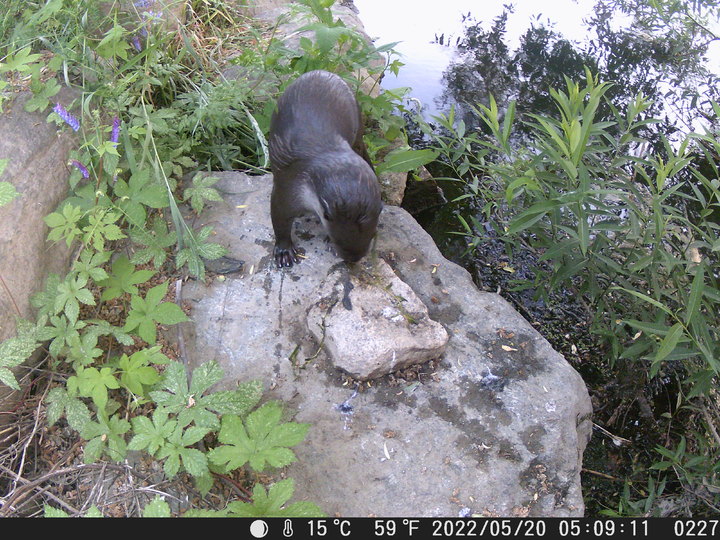 [서울=뉴시스]수달 사진.(사진=서울시 제공) *재판매 및 DB 금지