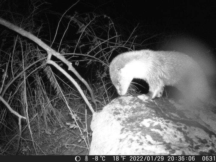 [서울=뉴시스]수달 사진.(사진=서울시 제공) *재판매 및 DB 금지