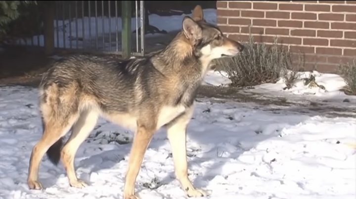 [서울=뉴시스] 독일 남동부 바이에른주 당국은 집에서 기르는 개와 늑대 사이에서 태어난 '울프독' 강아지들을 찾아 사살해야 한다고 발표했다고 23일(현지시간) 뉴스위크가 보도했다. < 출처 : Wonders of the World 유튜브 캡처> 2022.12.27. *재판매 및 DB 금지