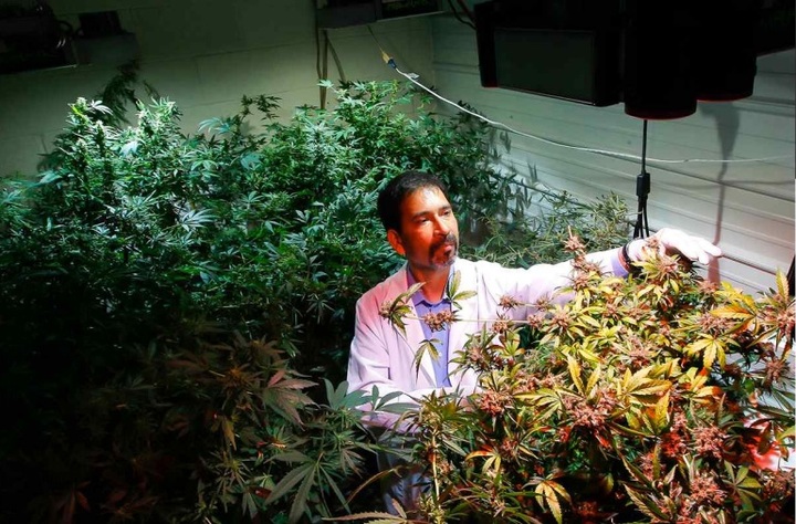 미시시피 대학 마리화나 연방 재배시설에서 마리화나를 확인하는 연구자 (사진=Science, New U.S. law promises to light up marijuana research) *재판매 및 DB 금지