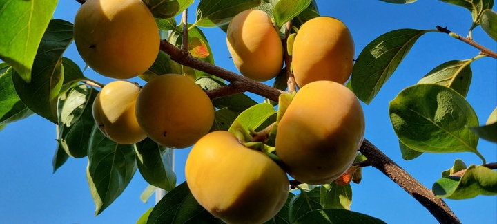 [창원=뉴시스] 강경국 기자 = 지난 2월 국가중요농업유산 제17호로 지정된 경남 창원특례시의 프리미엄 먹거리인 창원단감. (사진=창원시청 제공). 2022.12.28. photo@newsis.com *재판매 및 DB 금지