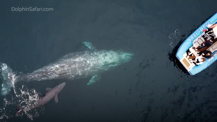 지난 2일 고래축제로 유명한 미국 캘리포니아주(州) 다나 포인트 인근 바다에서 보트를 타고 있던 관광객들은 몸길이 10m가 넘는 회색고래가 출산하는 진기한 장면을 목격하는 행운을 누렸다. 출처:DolphinSafari.com *재판매 및 DB 금지