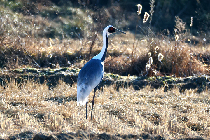 [울산=뉴시스] 유재형 기자 = 울산시는 천연기념물이자 멸종위기 야생생물Ⅱ급인 ‘노랑부리저어새’와 ‘재두루미’가 지난해 연말부터 울산을 찾아와 머물고 있는 것으로 확인됐다고 6일 밝혔다. 사진은 재두루미. 2023.01.06. (사진= 사진작가 윤기득 제공)photo@newsis.com *재판매 및 DB 금지