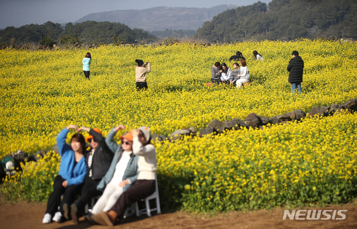 [서귀포=뉴시스] 우장호 기자 = 맑은 날씨를 보이는 8일 오전 제주 서귀포시 성산일출봉 인근 유채꽃밭을 찾은 가족 단위 관광객들이 사진을 찍으며 즐거운 시간을 보내고 있다. 기상청에 따르면 이날 제주지역 낮 기온은 13도를 상회하며 포근한 날씨를 나타냈다. 2023.01.08. woo1223@newsis.com