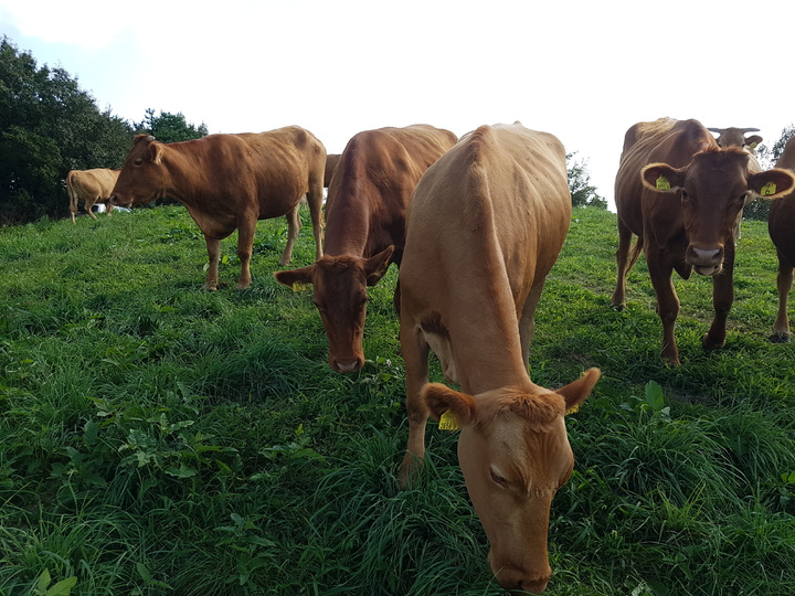 풀 뜯고 있는 한우(사진=농협 경제지주 축산경제) *재판매 및 DB 금지