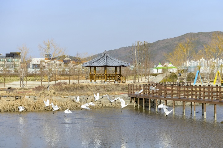 전남 순천시 오천그린광장에 50여마리의 멸종위기종이자 천연기념물 노랑부리저어새가 먹이활동을 하고 있다. 순천시 제공 *재판매 및 DB 금지