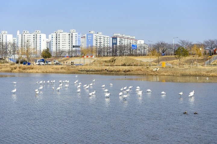 순천 도심 한가운데 날아든 '노랑부리저어새' 눈길