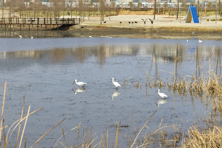 순천 도심 한가운데 날아든 '노랑부리저어새' 눈길
