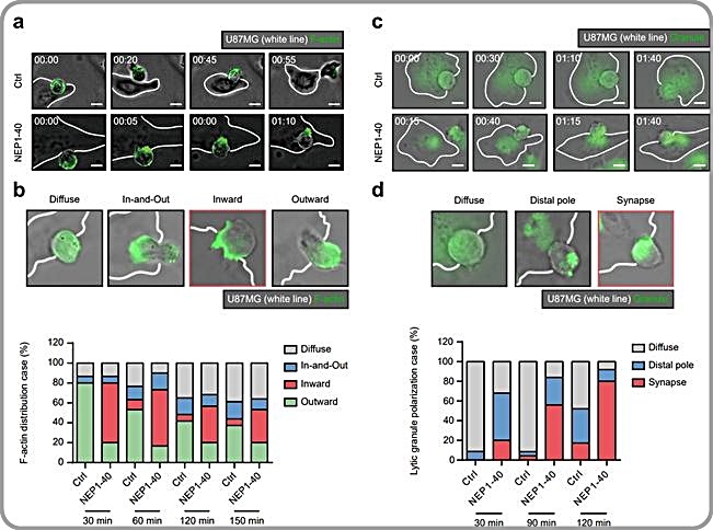 [대전=뉴시스] 신규 면역관문(NgR1)의 면역학적 시냅스 형성 저해 모식도&nbsp; *재판매 및 DB 금지