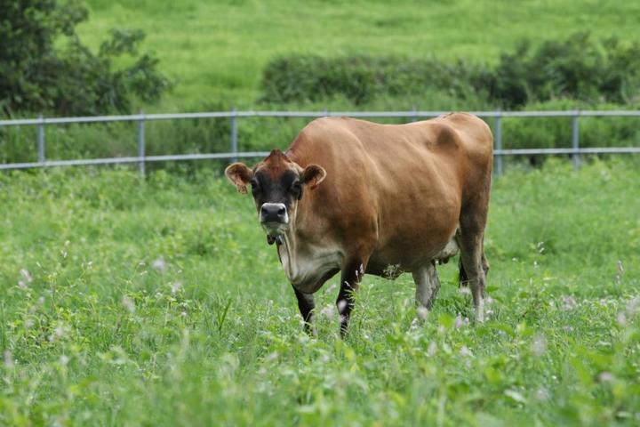  저지종 젖소(사진=농식품부) *재판매 및 DB 금지