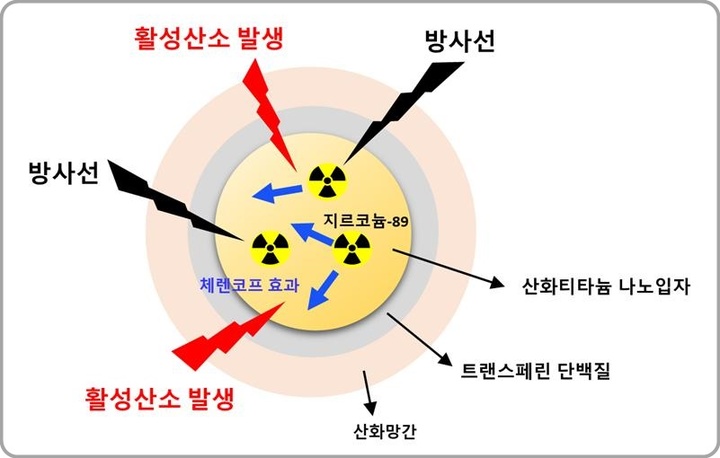 [대전=뉴시스] 지르코늄-89가 도입된 티타늄-망간 나노물질 구조. 생체단백질인 트랜스페린으로 코어를 코팅하고 트랜스페린 외부에 산화망간을 첨가해 암세포 근처에서 활성산소를 발생시키는 나노물질을 개발했다. 산화티타늄과 산화망간에서 발생한 활성산소는 암세포의 DNA에 손상을 입혀 암세포를 사멸시킨다.(사진=원자력연구원 제공) *재판매 및 DB 금지