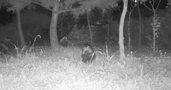 [서울=뉴시스]유튜버 '새덕후 Korean Birder'은 지난 12일 자신의 유튜브 채널에 '서울 강남에 카메라 45일간 방치했더니 찍힌 의외의 동물들'이라는 제목의 영상을 게재했다. (사진=새덕후 유튜브 캡처) 2023.01.19. photo@newsis.com *재판매 및 DB 금지