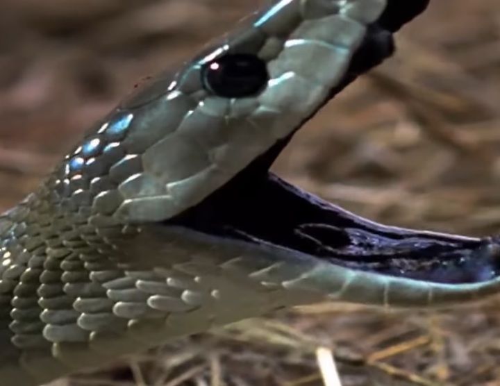 [서울=뉴시스] 짐바브웨의 17세 여학생이 수업 중 블랙 맘바에게 물려 사망했다. 블랙 맘바는 특유의 검은 입안 색으로 인해 붙은 이름이다 (사진출처: 내셔널지오그래픽 유튜브 영상 캡처) 2023.01.20. *재판매 및 DB 금지