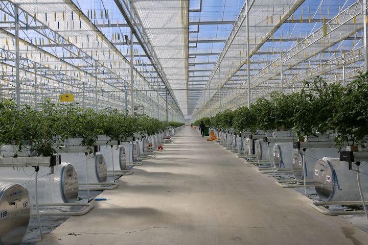 [안동=뉴시스] 상주 스마트팜 내부. (사진=경북도 제공) 2026.07.17. *재판매 및 DB 금지