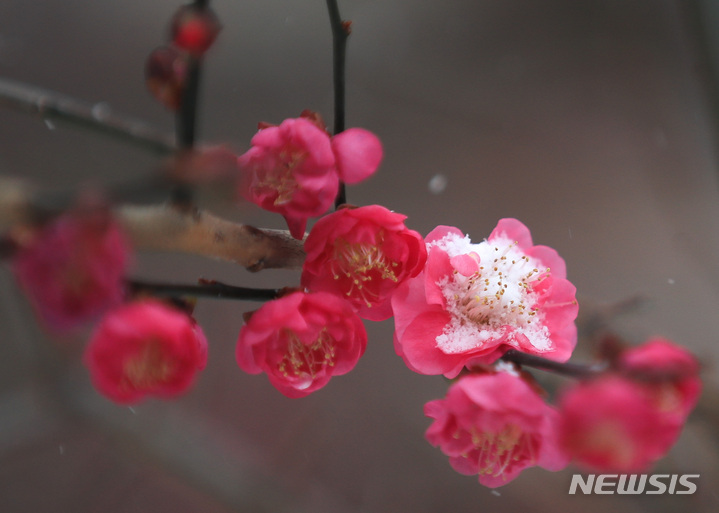 [제주=뉴시스] 우장호 기자 = 제주지역에 대설특보가 내려진 지난 24일 제주시 연동의 한 주택가에 핀 홍매화 위로 눈이 쌓여 있다. 2023.01.24. woo1223@newsis.com