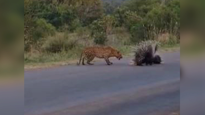 인도의 타밀 나두주 기후변화·숲 수석비서관 슈피리아 사후는 지난 20일(현지시간) 호저부부가 새끼를 보호하기 위해 표범과 맞장을 뜨는 영상을 인스타그램과 트위터에 공개했다. 출처 : Tiktok @girchiessafariadventures *재판매 및 DB 금지