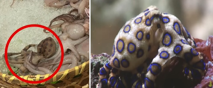 [서울=뉴시스] 중국의 한 익명 누리꾼이 소셜미디어(SNS)에 '수상한 주꾸미'를 제보했다. 주꾸미의 정체는 맹독을 가진 '파란고리문어'로 밝혀졌다 (사진출처: 베이징뉴스, 뉴 아틀란티스 와일드 영상 캡처) 2023.01.27. *재판매 및 DB 금지