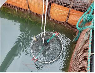 [부산=뉴시스] 해상가두리 전복 부착유인기질 설치 *재판매 및 DB 금지