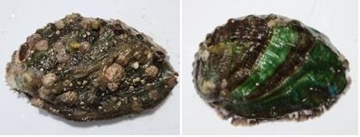 [부산=뉴시스] 부착유인기질이 없던 양식 전복(왼쪽)과 가리비 껍데기를 넣었던 양식 전복 *재판매 및 DB 금지