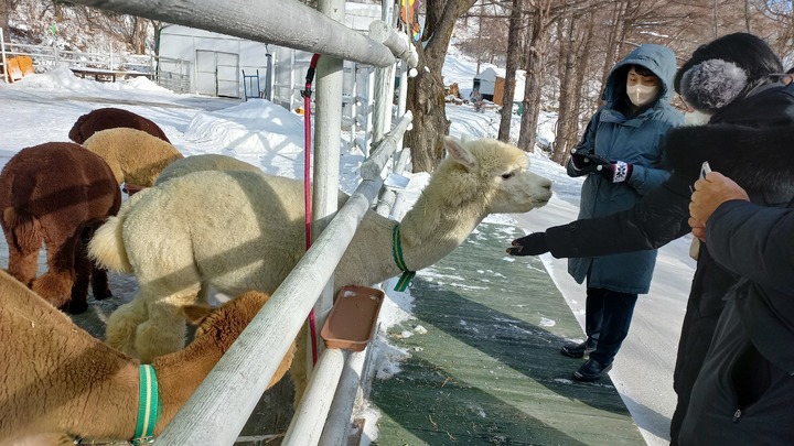 강원 평창 애니포레. 라온 목장의 알파카. 박주연 기자 photo@newsis.com *재판매 및 DB 금지