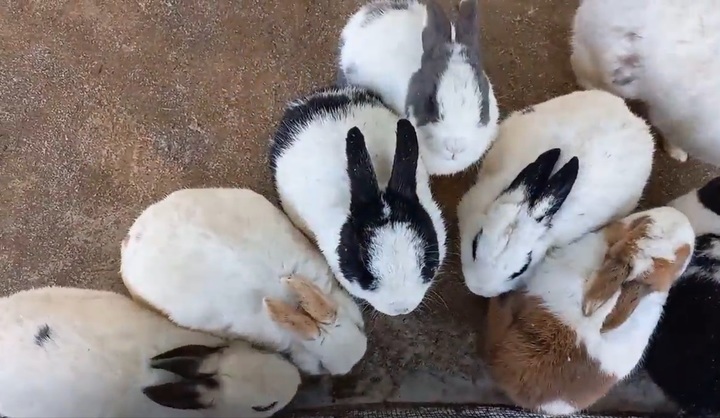 강원 평창 애니포레. 라온 목장의 토끼. 박주연 기자 photo@newsis.com *재판매 및 DB 금지
