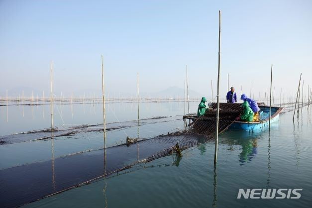 [장흥=뉴시스]장흥군에서 생산하는 친환경 무산김이 ‘ASC(양식관리협회)국제인증’을 획득했다.