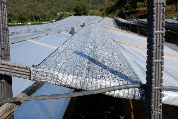 충주시농업기술센터가 재생 플라스틱 대체품으로 지원한 인삼 그늘막 지주대. *재판매 및 DB 금지