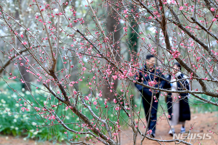 [제주=뉴시스] 우장호 기자 = 전국을 꽁꽁 얼린 추위가 한풀 꺾인 29일 오후 제주시 한림공원에 홍매화와 수선화가 피어나 시나브로 찾아오는 봄기운을 느끼게 한다. 2023.01.29. woo1223@newsis.com