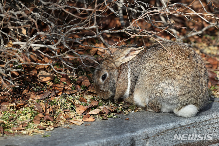 [서울=뉴시스] 백동현 기자 = 오전과 비교해 비교적 포근한 날씨를 보인 지난 29일 오후 서울 송파구 올림픽공원에서 토끼가 먹이를 찾고 있다. 2023.01.29. livertrent@newsis.com