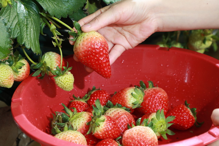 예천 딸기 (사진=예천군 제공) *재판매 및 DB 금지