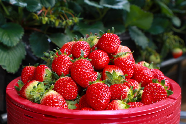 예천 딸기 (사진=예천군 제공) *재판매 및 DB 금지