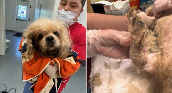 [서울=뉴시스] 플로리다주 트라이 카운티 동물 보호소가 도로변에 시멘트로 매장당해 있던 개를 구조했다 (사진출처: 보호소 인스타그램 캡처) *재판매 및 DB 금지