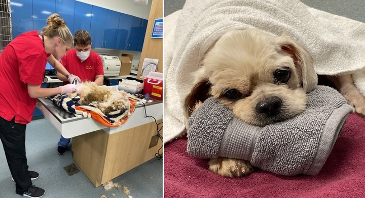 [서울=뉴시스] 보호소는 트루퍼의 몸 상태로 미루어보아 트루퍼가 최소 며칠간은 시멘트 안에 갇혀 있었을 것이라는 추측을 내놓았다. 보호소 측은 트루퍼의 엉킨 털과 발톱을 잘라내고 기초적인 치료를 실시하는 한편, 재활치료를 위한 기금을 조성했다 (사진출처: 보호소 인스타그램 캡처) 2023.01.30. *재판매 및 DB 금지