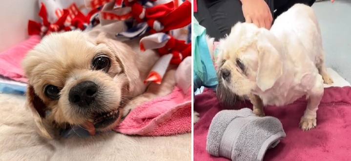 [서울=뉴시스] 처음에는 서는 것도 버거워하던 트루퍼는 현재 3분여간 설 수 있으며, 미소 또한 되찾았다. 트루퍼를 위한 기금에는 총 1만 6000달러(약 1965만원)의 기부금이 모였다 (사진출처: 보호소 인스타그램 캡처) 2023.01.30. *재판매 및 DB 금지