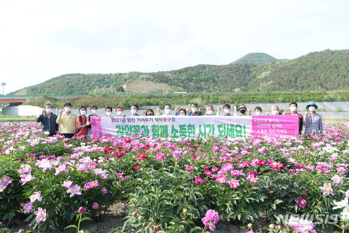 영천 작약꽃 축제