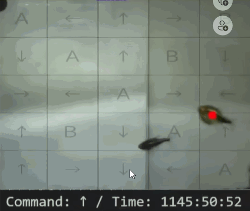 [서울=뉴시스] 무테키마루는 동작 감지 센서를 수조에 설치해 물고기들이 각종 게임을 직접 플레이할 수 있도록 했다 (사진출처: 무테키마루 유튜브 영상 캡처) 2023.01.30. *재판매 및 DB 금지