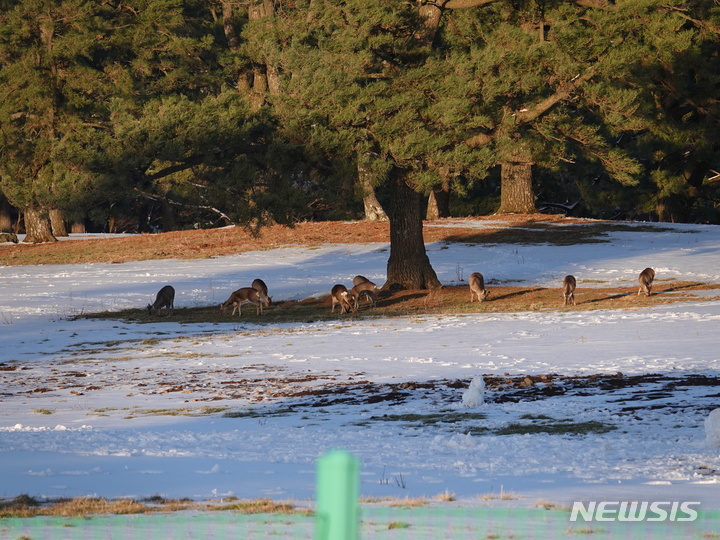 [제주=뉴시스] 오영재 기자 = 맑은 날씨를 보이는 30일 오후 제주 한라산 마방목지에서 노루들이 먹이활동을 하고 있다. 2023.01.30. oyj4343@newsis.com 