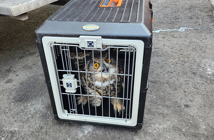 [광양=뉴시스] 류형근 기자 = 전남 광양시 태인동 도롯가에서 날개 다친 채 발견된 천연기념물 수리부엉이. (사진=광양소방서 제공). photo2newsis.com *재판매 및 DB 금지