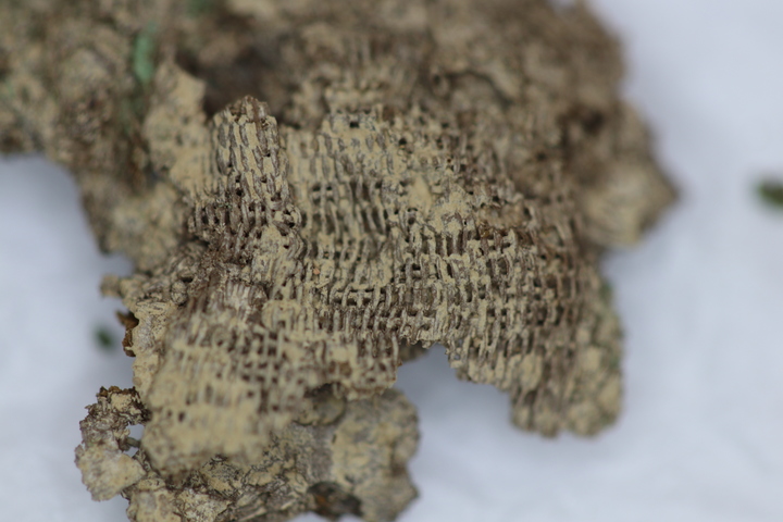 [서울=뉴시스] 교동과 송현동 고분군 63호분 출토 금동관에 쓰는 경금(經錦) (사진=문화재청 제공) 2023.01.31. photo@newsis.com [ *재판매 및 DB 금지