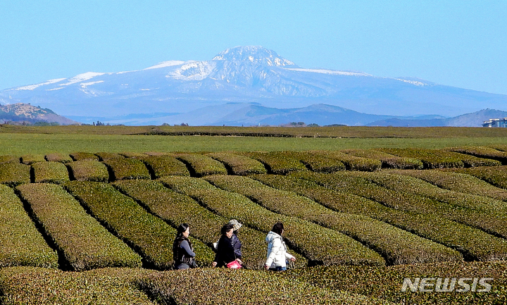 [서귀포=뉴시스] 우장호 기자 = 제주 서귀포시 안덕면 녹차밭을 찾은 관광객들이 눈덮힌 한라산을 감상하며 즐거운 시간을 보내고 있다. 2023.01.31. woo1223@newsis.com