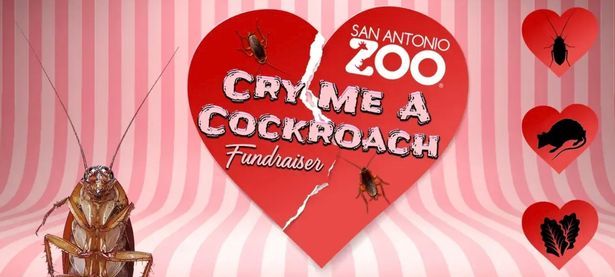 [서울=뉴시스] 텍사스주 샌안토니오 동물원이 발렌타인데이를 맞아 특별한 행사를 준비했다. 일정 비용을 지불하면 채소·바퀴벌레·쥐에 전 애인의 이름을 붙일 수 있다 (사진출처: 샌안토니오 동물원) 2023.02.01. *재판매 및 DB 금지